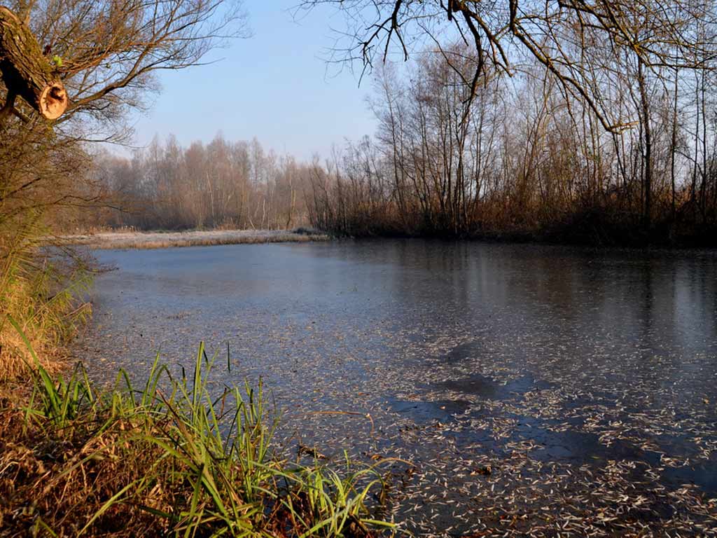 Foto Lacustra matinala (c) Lucian Petru Goja